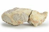 Unprepared Oreodont (Merycoidodon) Upper Skull -South Dakota #249262-1